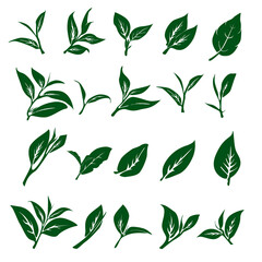 tea leaves vector. tea sprout with leaves. silhouette of tea leaves. tea Leaf silhouette Collection. 