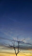 The dry tree without leaves in the park during sunset with dramatic sky
