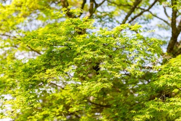 Fototapeta premium A tree with green leaves is in the foreground