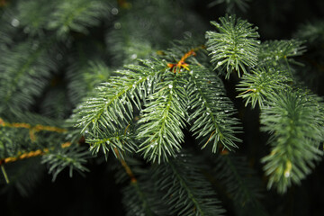 Evergreen conifers pine spruce tree branch   with drops of rain  .Moody atmosphere of a rainy day.