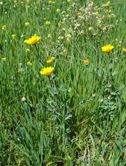 Fototapeta premium Chrysanthème des moissons (Glebionis segetum) sur le plateau du Gious Kampos près de Réthymnon en Crète