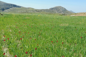 Tulipe d'Orphanidès (Tulipa orphanidea) sur le plateau du Gious Kampos près de Réthymnon en...