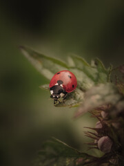 Beautiful ladybug on a nettle