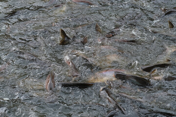 Fish in the pond for cooking