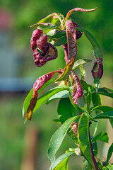 Kräuselkrankheit ( Pilzbefall duch Taphrina deformans ) am Pfirsichbaum.