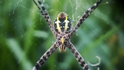 A close up picture of the spider from the downside of the body on its nest