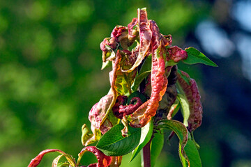 Kräuselkrankheit ( Pilzbefall duch Taphrina deformans ) am Pfirsichbaum.