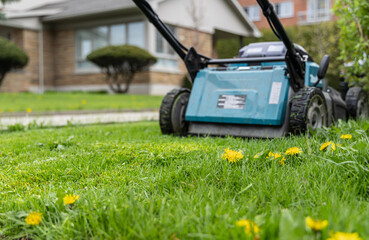 Dandelion grass and lawn