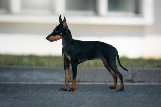 English Toy Terrier (Black & Tan) portrait of dog show quality