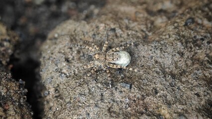 Brown white small spider has same colour pattern with the rock where its stand on