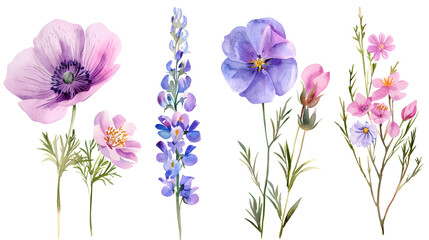 set of purple and pink garden flowers close-up, watercolor illustration on white background
