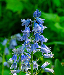 Hyacinthoides hispanica spanish bluebell