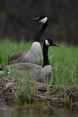 Marais Kingsbury 4 Mai 2024