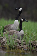 Marais Kingsbury 4 Mai 2024