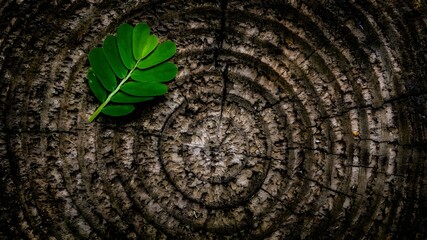 tree trunk with leaves