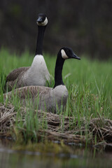 Marais Kingsbury 4 Mai 2024