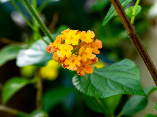 Trailing lantana - Latin name - Lantana montevidensis