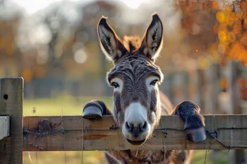 Gardinen A donkey leans over a wooden fence, gazing beyond it with a curious look towards the camera © john