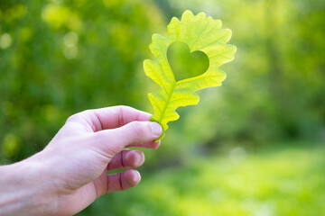 male hand holding heart-shaped oak green leaf, connection between nature and heart health, Cardiac care, Eco-friendly living