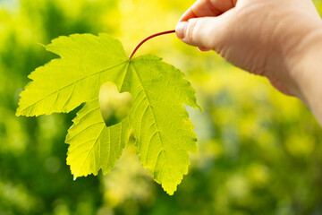 heart-shaped green leaf in female hand, background summer mood concept, seasonal rejuvenating power...