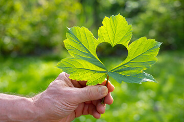 senior man holding green heart-shaped leaf close to heart, happiness and health, healthy lifestyle, rejuvenating power nature, time outdoors