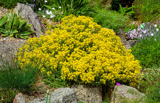Basket of Gold, Golden-tuft Alyssum or Golden-tuft Madwort (Aurinia saxatilis), native to Europe and Turkey