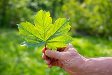 green leaf in male hand, background summer mood concept, seasonal rejuvenating power nature, healthy lifestyle, rejuvenating power nature, time outdoors