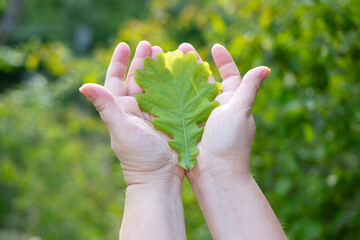female hands holding oak green leaf, active lifestyle for health, rejuvenating power nature,...