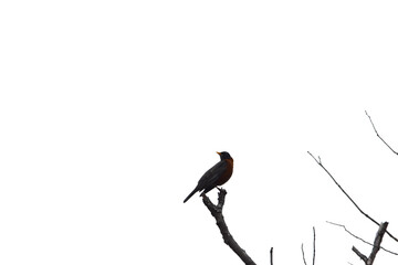 Marais Kingsbury 4 Mai 2024