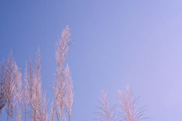 Wild grass flowers in aesthetic nature of early morning sky background. Quiet and calm image in minimal zen mood. Summer nature in pastel tone.