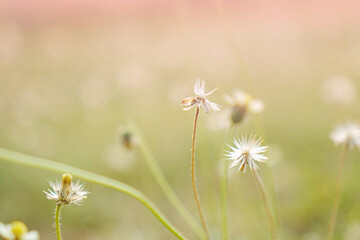 A field of grass flowers light up by a sunset golden evening light. An inspirational nature image for aesthetic of autumn and fall design. Autumn nature in pastel earth tone blurred background.