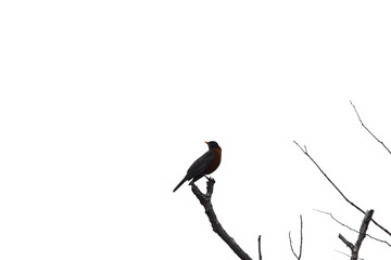 Marais Kingsbury 4 Mai 2024