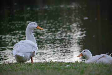 two ducks on the grass