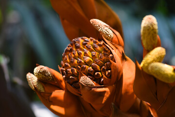 Brown  seeds of nipa palm  in mangrove forest .  Nipa palm flowers .