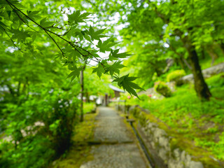 緑が鮮やかな初夏の遊歩道
