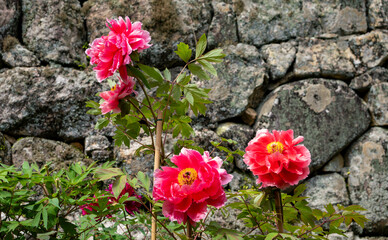 満開の赤いボタンの花