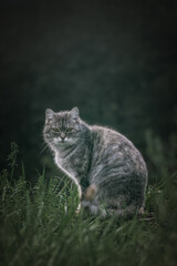 Obraz premium Portrait of a beautiful cat