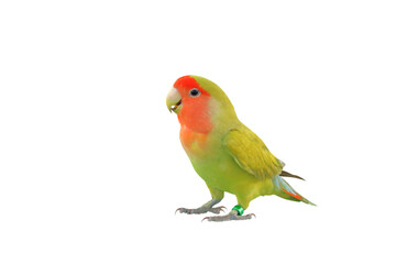 Naklejka premium Cute of Lovebird parrot isolated on transparent background png file