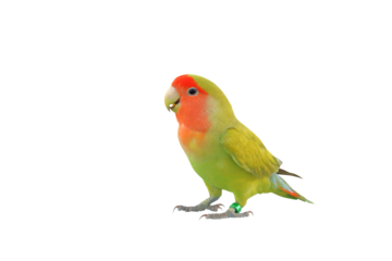Cute of Lovebird parrot isolated on transparent background png file