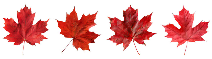 Red maple leaves on a transparent background