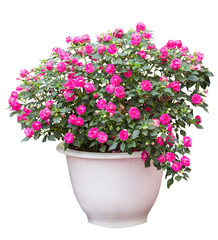 Tropical plant bush shrub red flower pot  green tree isolated on white background. This has clipping path.
