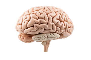 A brain is shown in a white background. The brain is the most important organ in the body