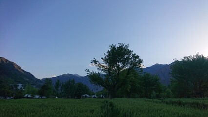 landscape with trees and clouds