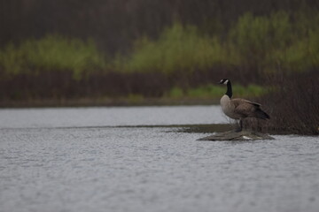 Marais Kingsbury 4 Mai 2024