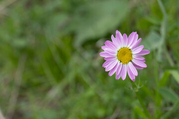 Spring blossom with pink daisy