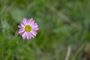 Spring blossom with pink daisy