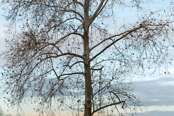Albero spoglio in inverno al tramonto
