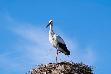 A stork in their nest against background of skies