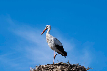 A Stork standing on one foot in the nest against the background of the sky
