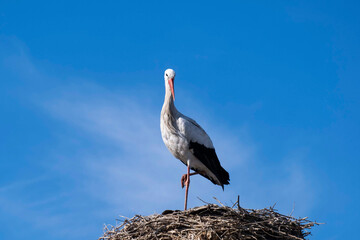 A stork in their nest against background of skies